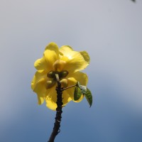 Cochlospermum religiosum (L.) Alston